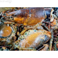 A37H 波士頓龍蝦頭(約500~600g/包，3隻/包)網購原價HK$68.00/kg，會員價HK$50.00/kg(價格以過磅為準)